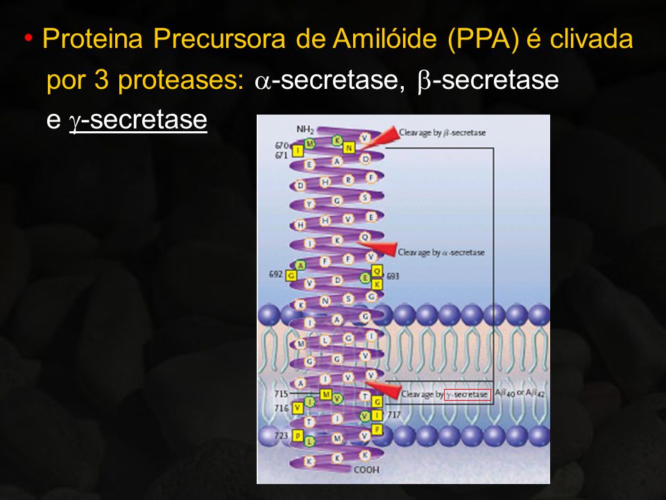Proteina Precursora de Amilóide (PPA) é clivada