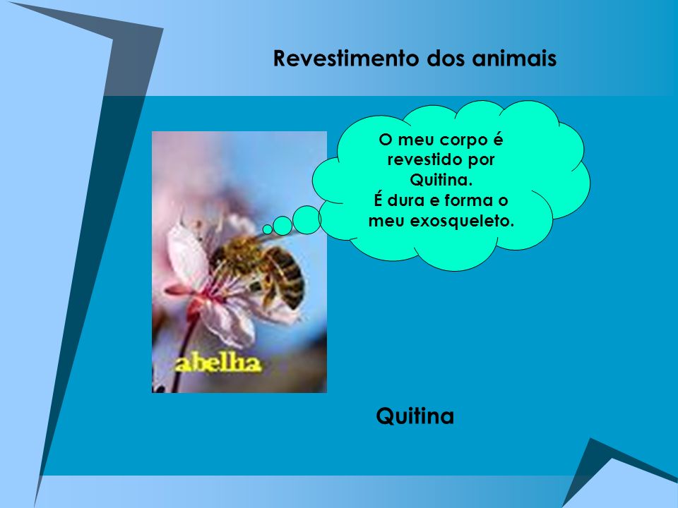 Revestimento dos animais Quitina
