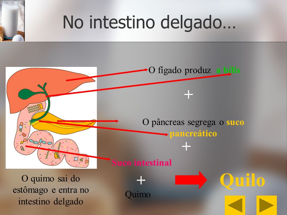 Quilo No intestino delgado… O fígado produz a bílis