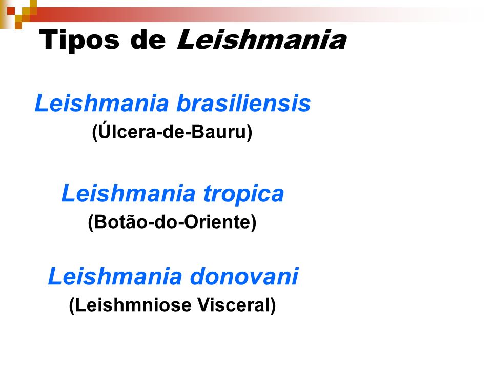 Leishmania brasiliensis (Leishmniose Visceral)