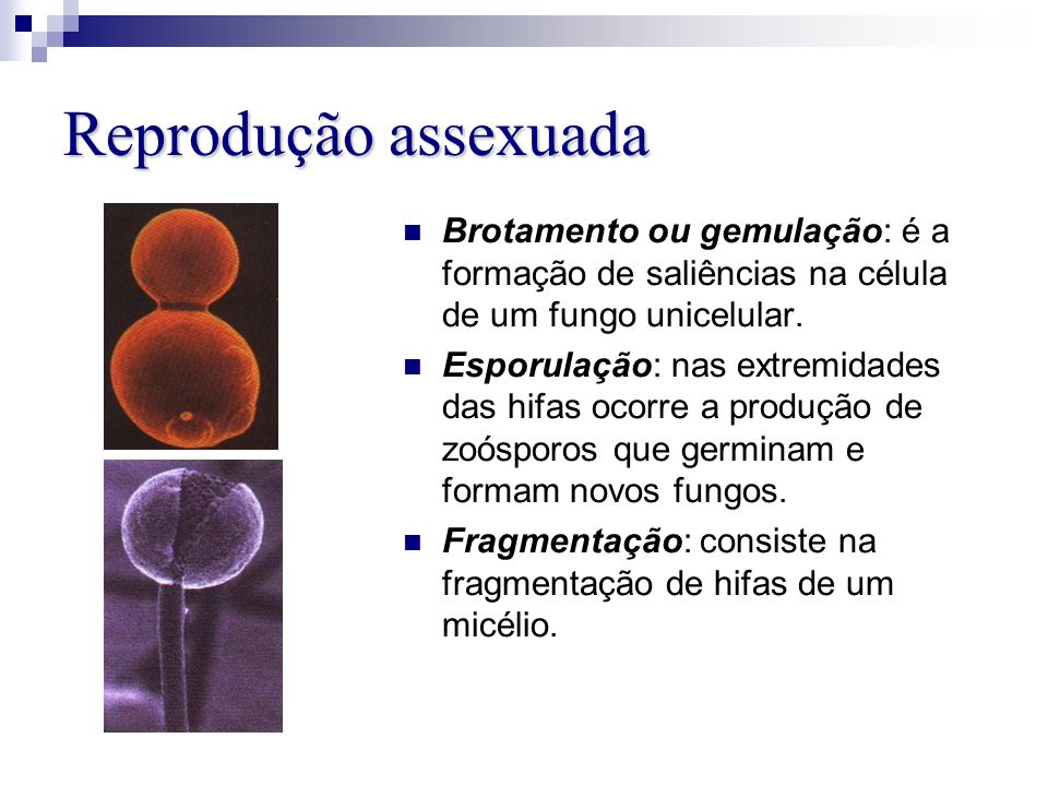 Reprodução assexuada Brotamento ou gemulação: é a formação de saliências na célula de um fungo unicelular.