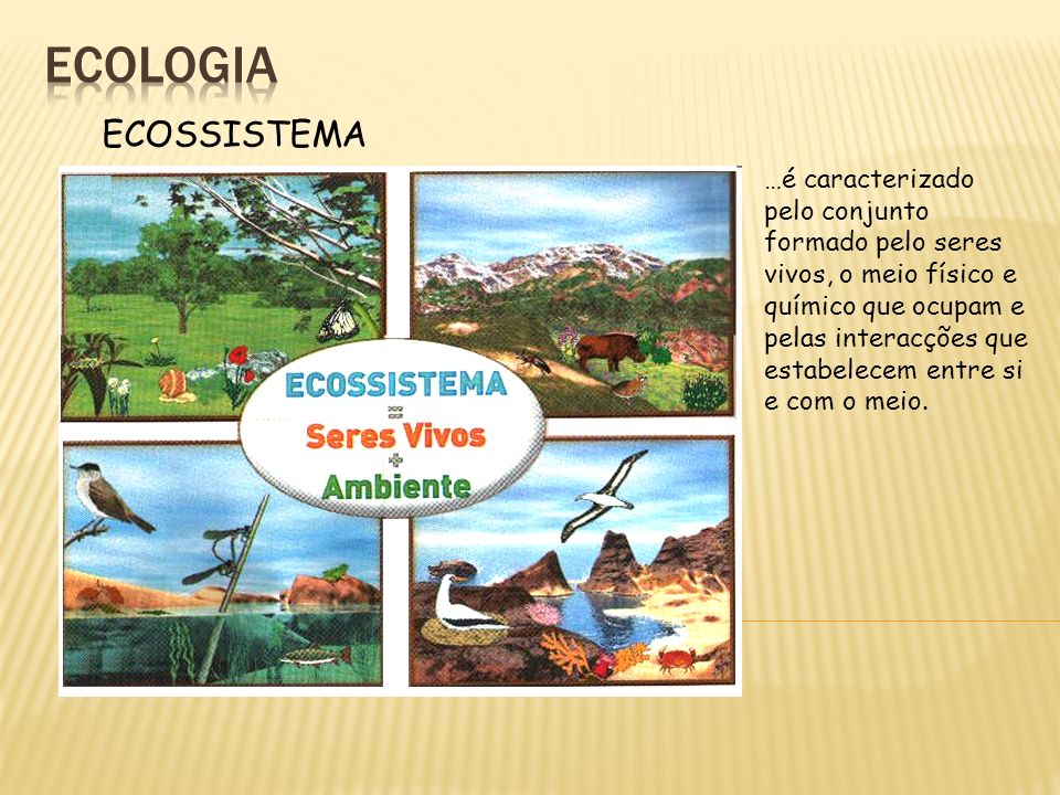 ecologia ECOSSISTEMA.