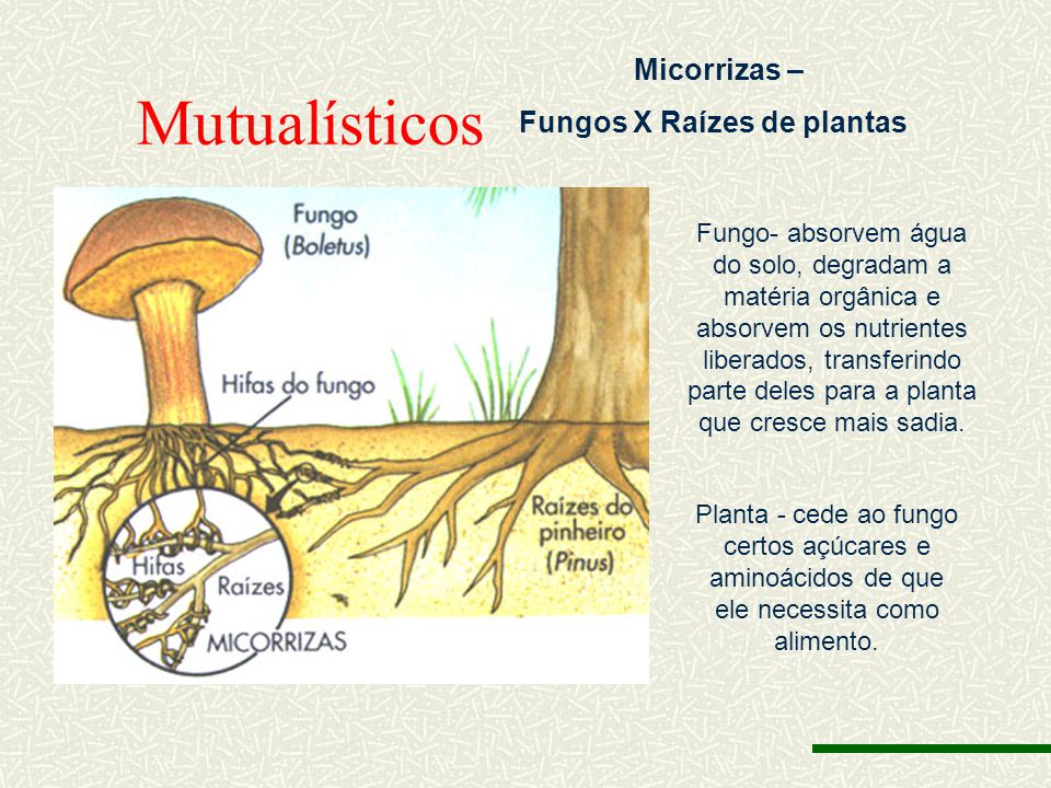 Mutualísticos Micorrizas – Fungos X Raízes de plantas
