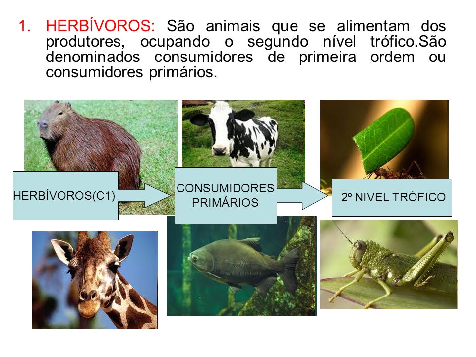 HERBÍVOROS: São animais que se alimentam dos produtores, ocupando o segundo nível trófico.São denominados consumidores de primeira ordem ou consumidores primários.