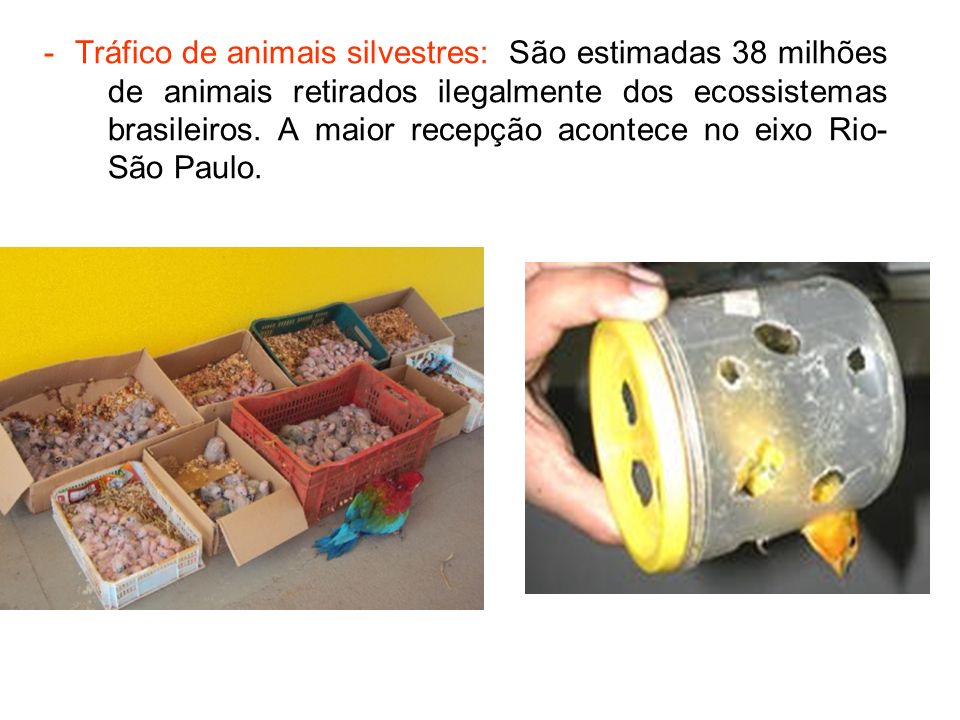 - Tráfico de animais silvestres: São estimadas 38 milhões de animais retirados ilegalmente dos ecossistemas brasileiros.