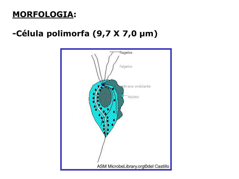 -Célula polimorfa (9,7 X 7,0 µm)
