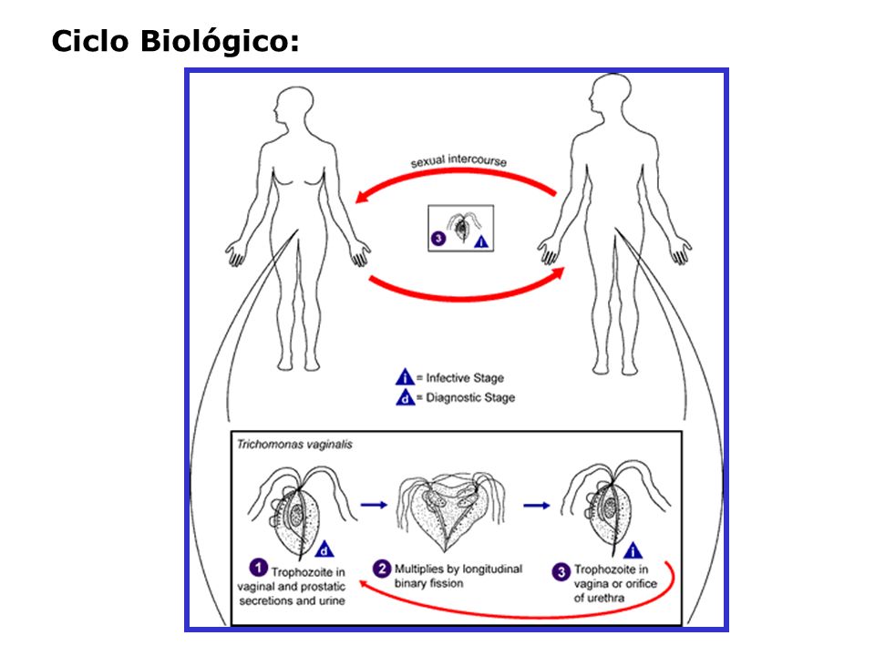 Ciclo Biológico: