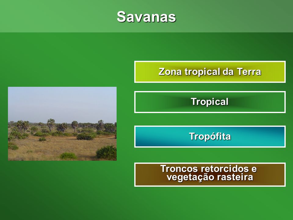 Savanas Zona tropical da Terra Tropical Tropófita Troncos retorcidos e