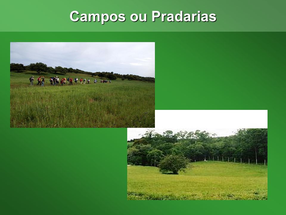 Campos ou Pradarias