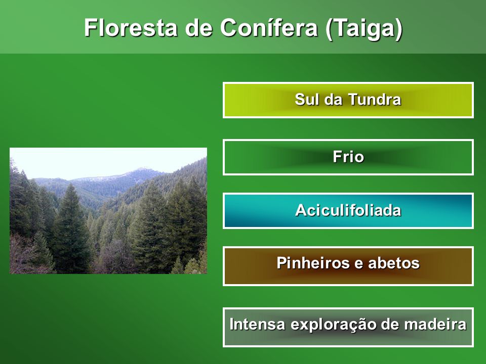 Floresta de Conífera (Taiga) Intensa exploração de madeira