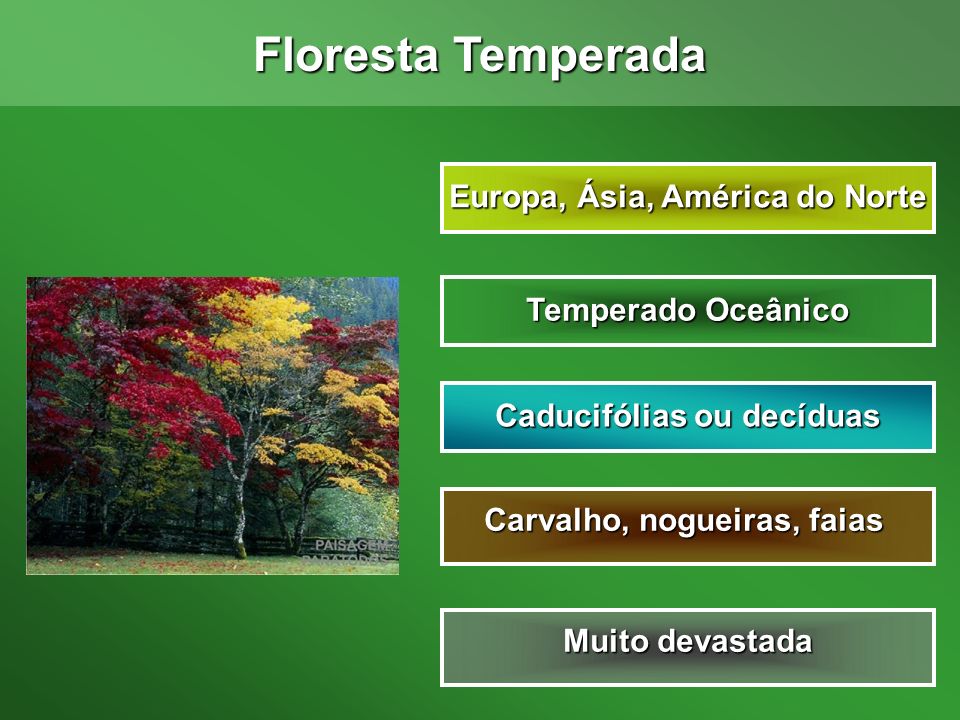 Floresta Temperada Europa, Ásia, América do Norte Temperado Oceânico