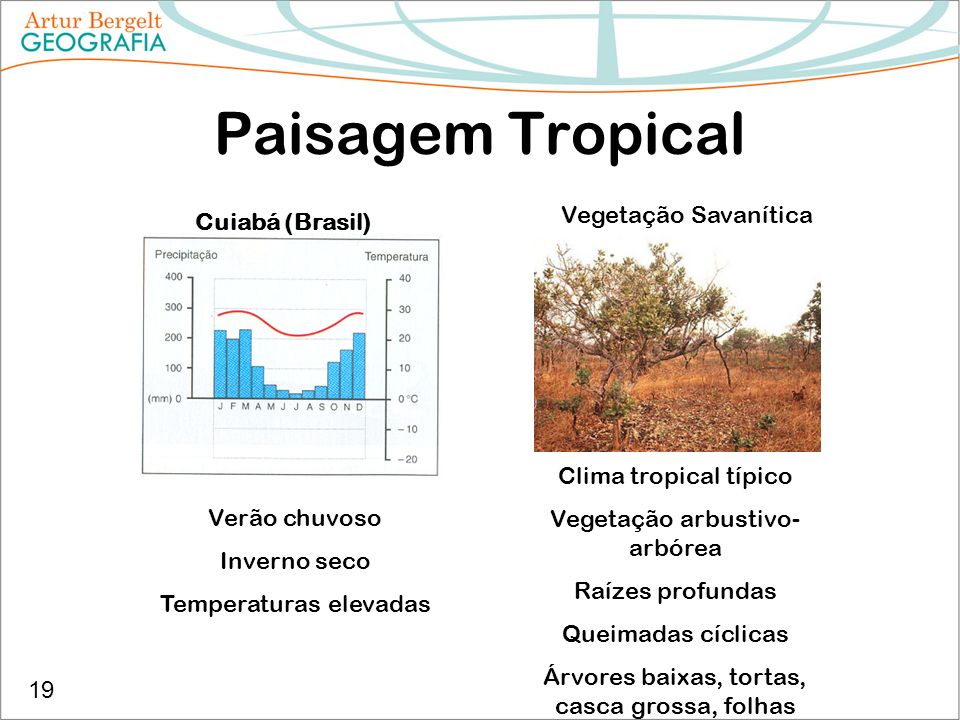 Paisagem Tropical Vegetação Savanítica Cuiabá (Brasil)
