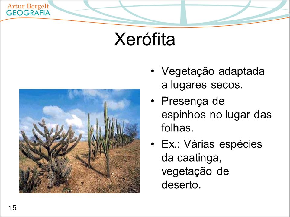 Xerófita Vegetação adaptada a lugares secos.