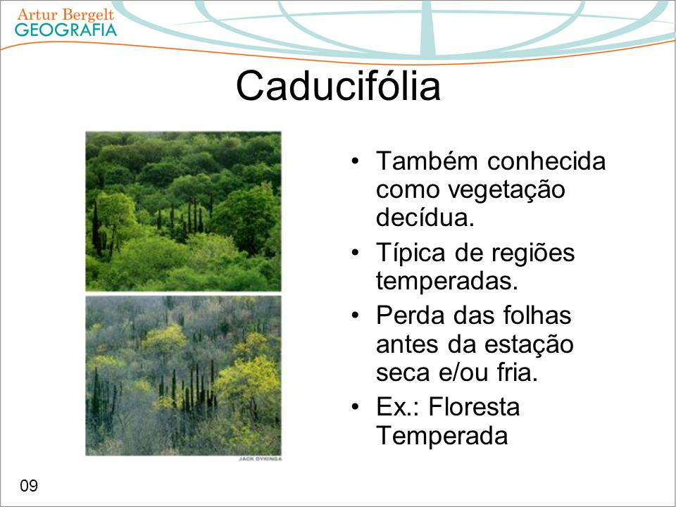 Caducifólia Também conhecida como vegetação decídua.