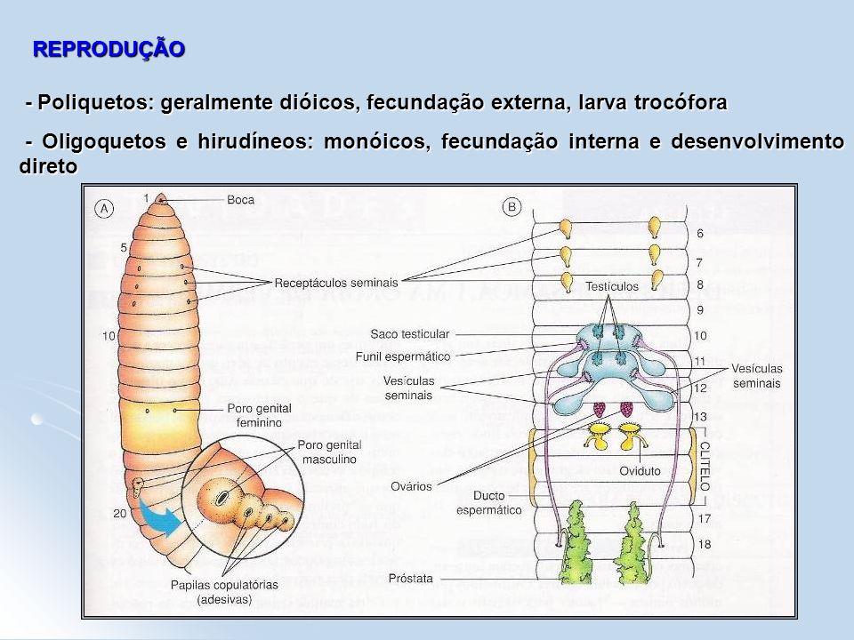REPRODUÇÃO - Poliquetos: geralmente dióicos, fecundação externa, larva trocófora.
