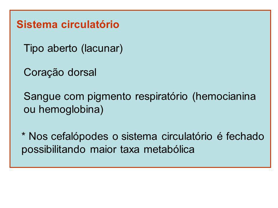 Sistema circulatório Tipo aberto (lacunar) Coração dorsal. Sangue com pigmento respiratório (hemocianina.