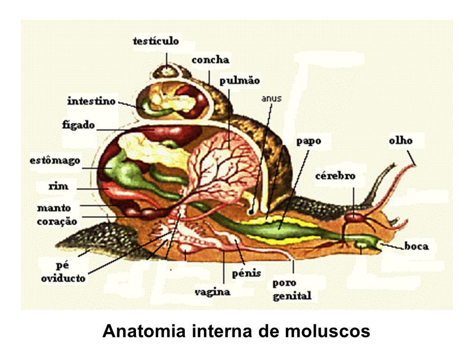 Anatomia interna de moluscos