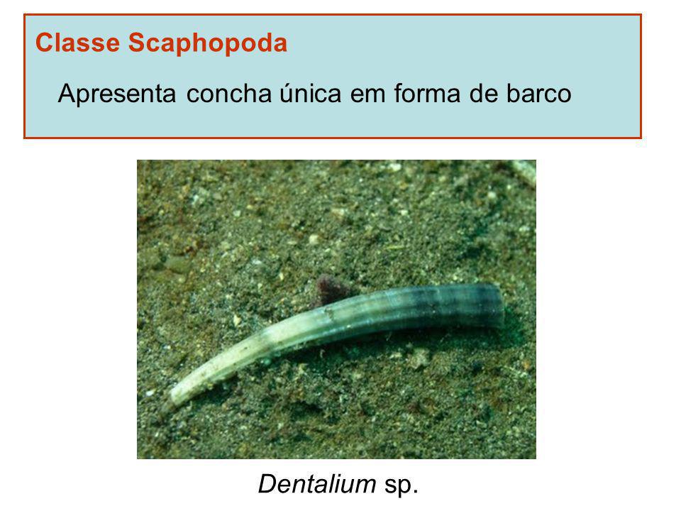 Classe Scaphopoda Apresenta concha única em forma de barco Dentalium sp.