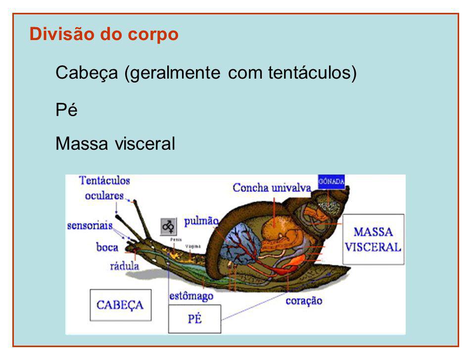 Divisão do corpo Cabeça (geralmente com tentáculos) Pé Massa visceral