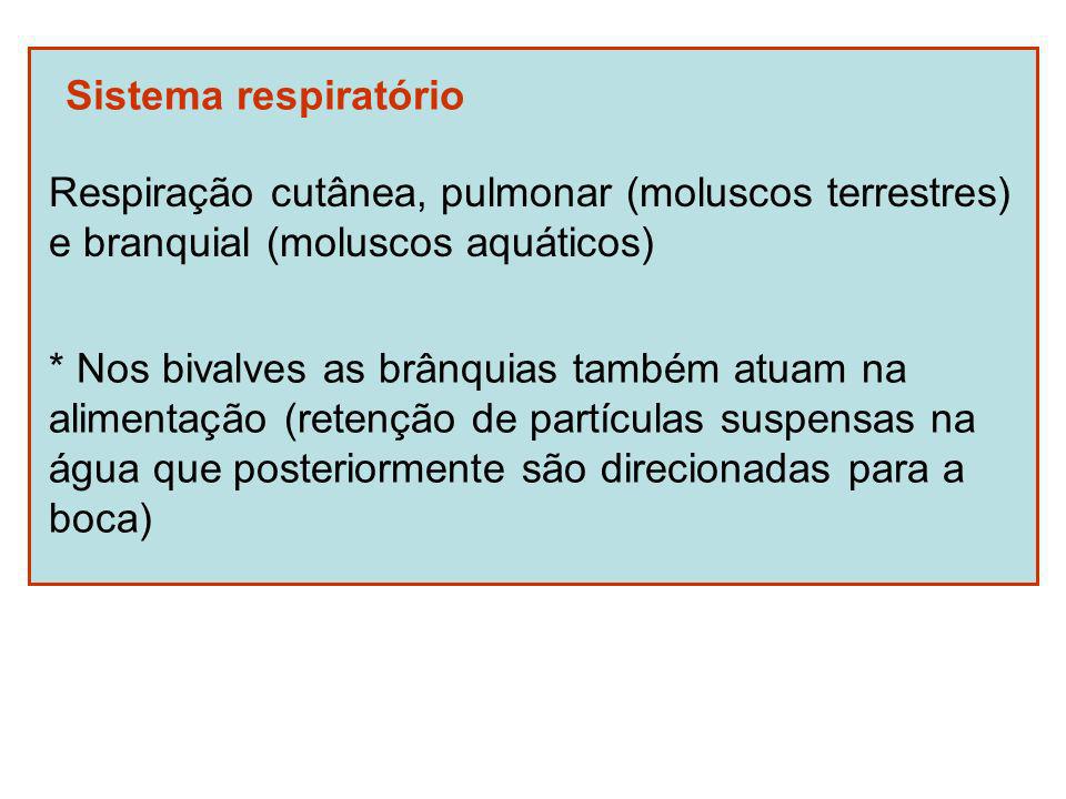 Sistema respiratório Respiração cutânea, pulmonar (moluscos terrestres) e branquial (moluscos aquáticos)
