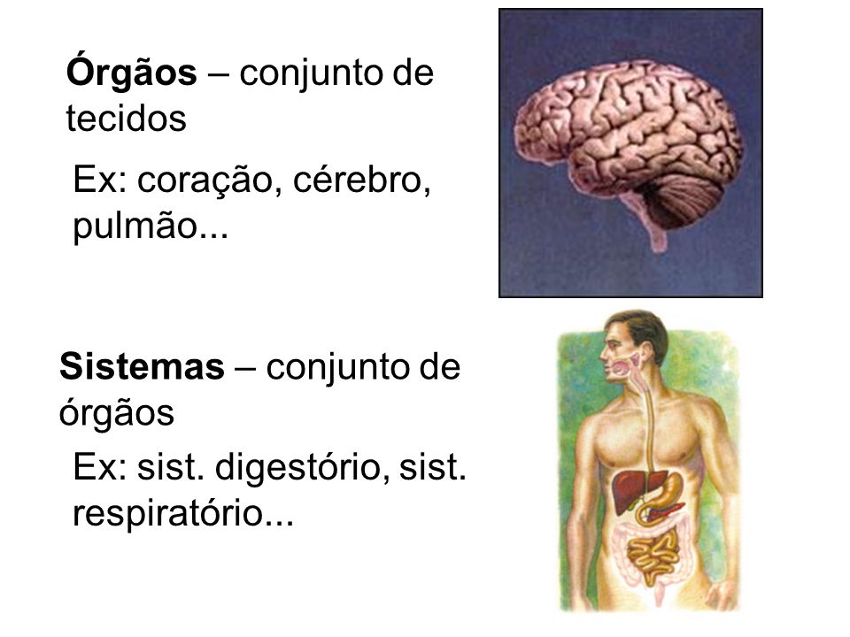 Órgãos – conjunto de tecidos. Ex: coração, cérebro, pulmão... Sistemas – conjunto de. órgãos. Ex: sist. digestório, sist.