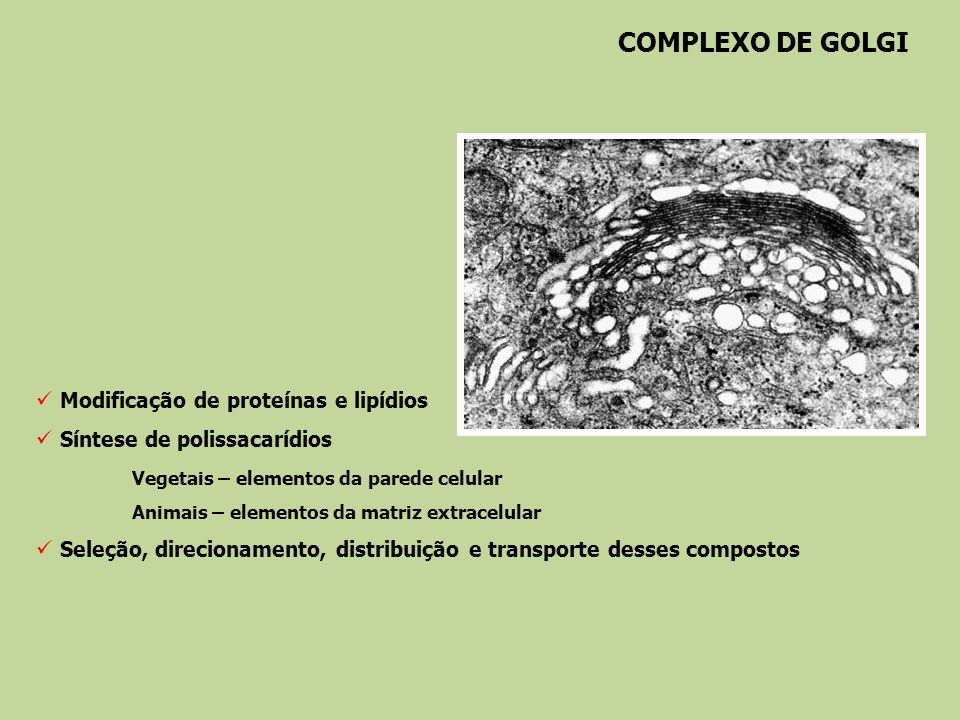 COMPLEXO DE GOLGI Modificação de proteínas e lipídios