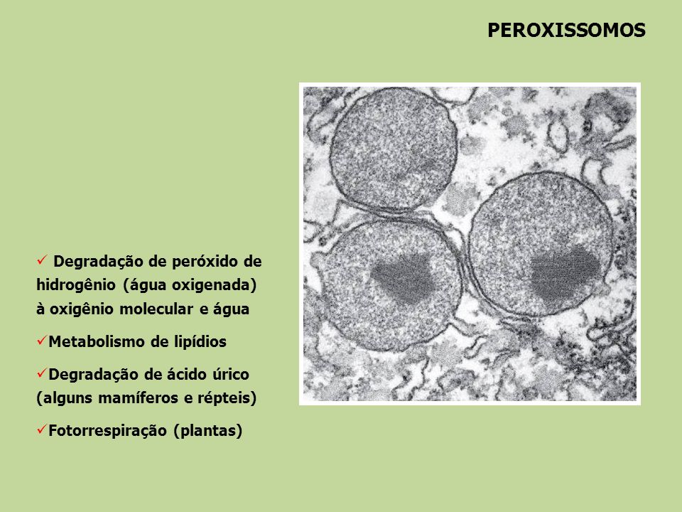 PEROXISSOMOS Degradação de peróxido de hidrogênio (água oxigenada) à oxigênio molecular e água. Metabolismo de lipídios.