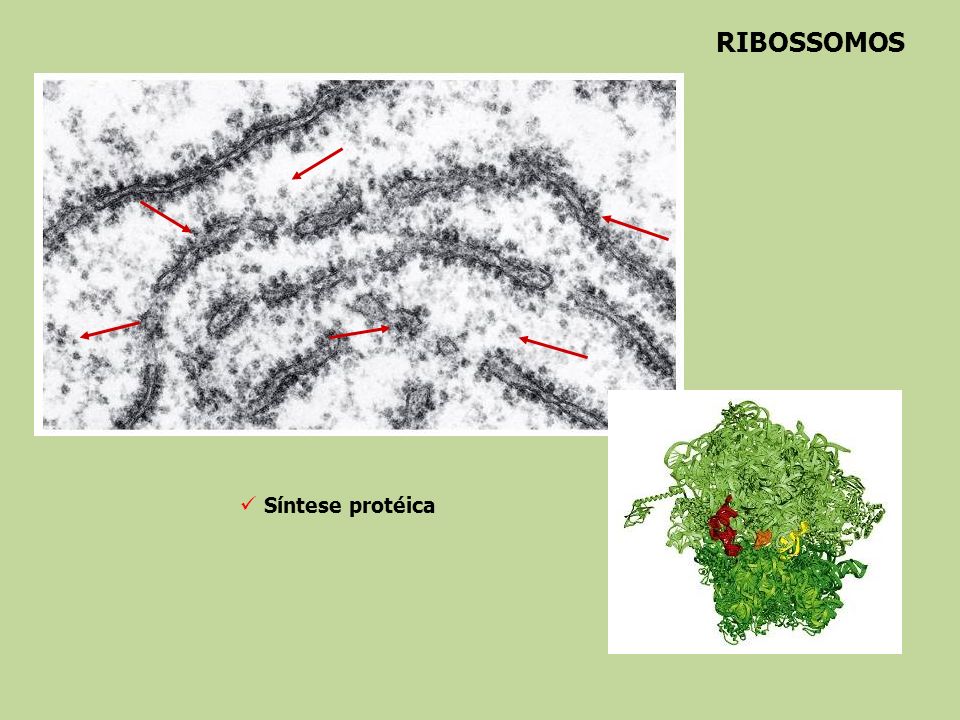 RIBOSSOMOS Síntese protéica