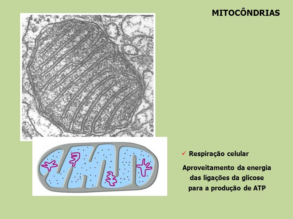MITOCÔNDRIAS Respiração celular