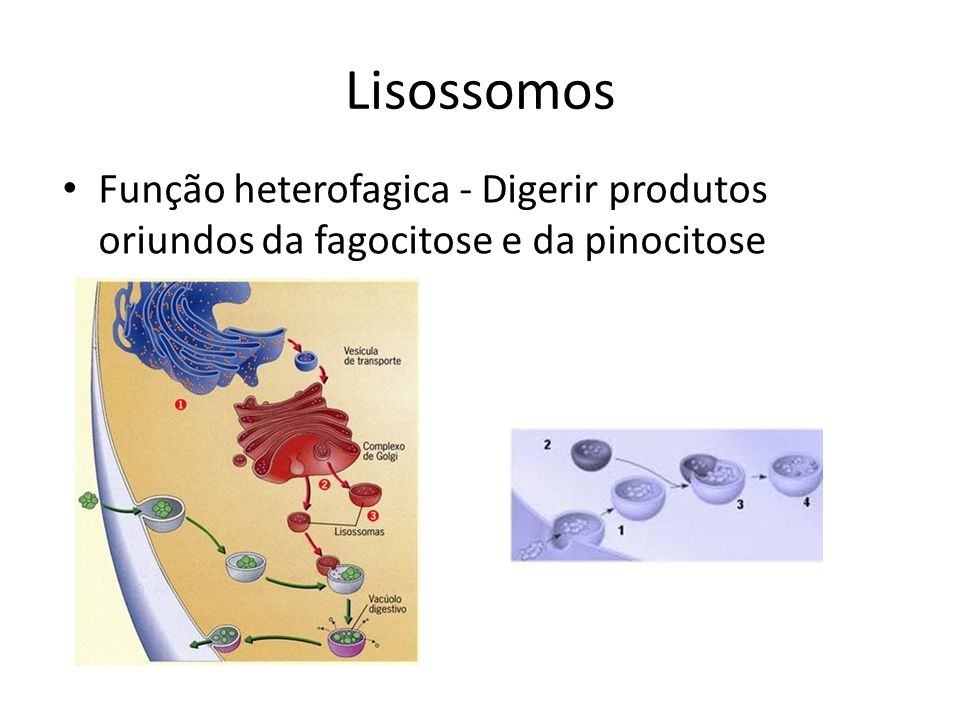Lisossomos Função heterofagica - Digerir produtos oriundos da fagocitose e da pinocitose