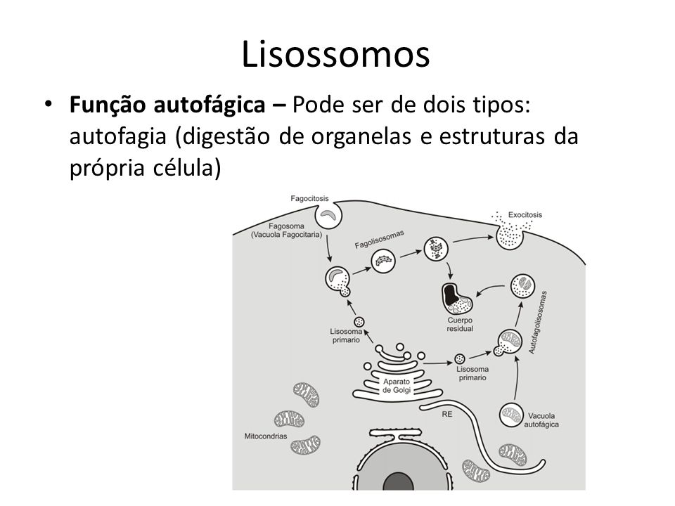 Lisossomos Função autofágica – Pode ser de dois tipos: autofagia (digestão de organelas e estruturas da própria célula)