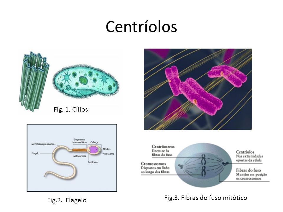 Centríolos Fig. 1. Cílios Fig.3. Fibras do fuso mitótico