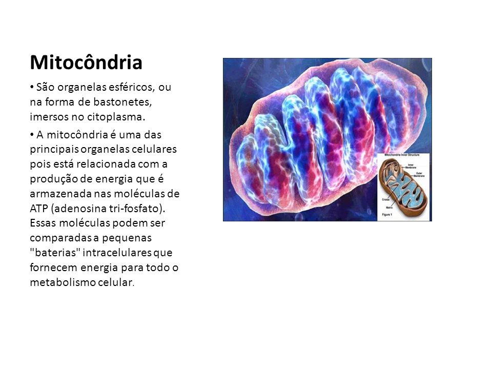 Mitocôndria São organelas esféricos, ou na forma de bastonetes, imersos no citoplasma.