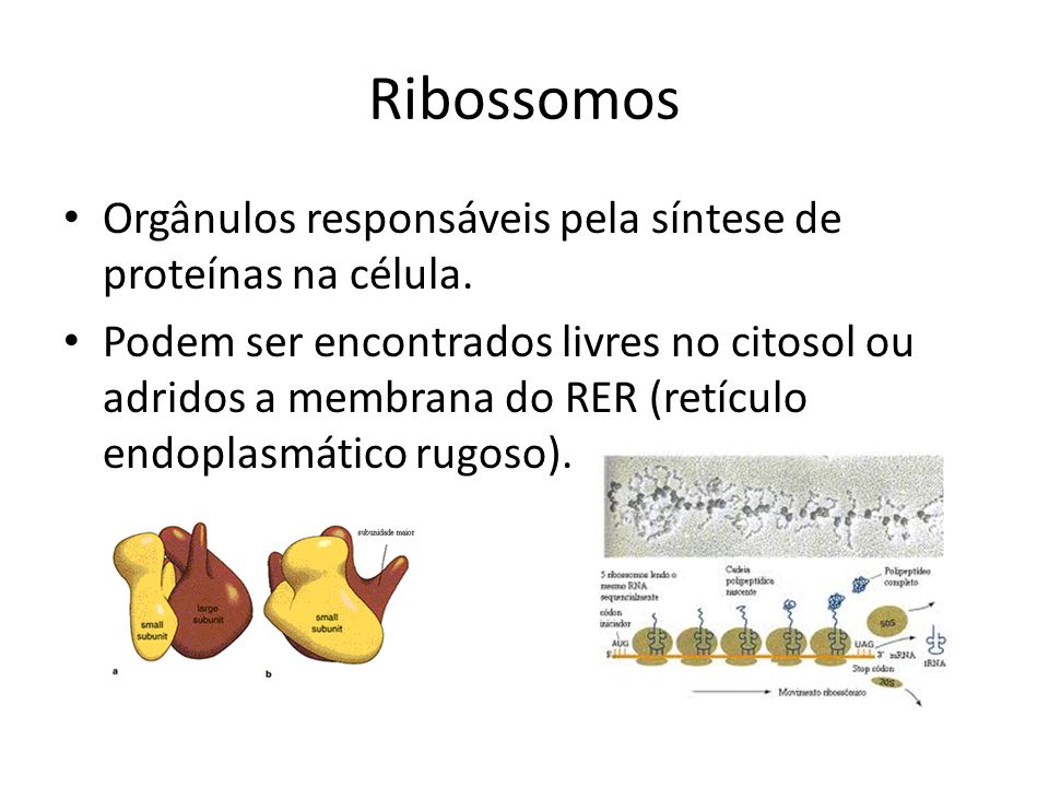 Ribossomos Orgânulos responsáveis pela síntese de proteínas na célula.