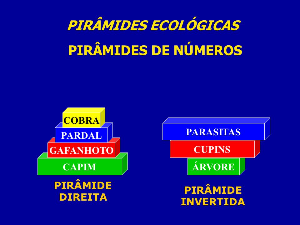 PIRÂMIDES ECOLÓGICAS PIRÂMIDES DE NÚMEROS