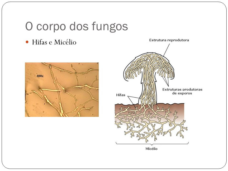 O corpo dos fungos Hifas e Micélio