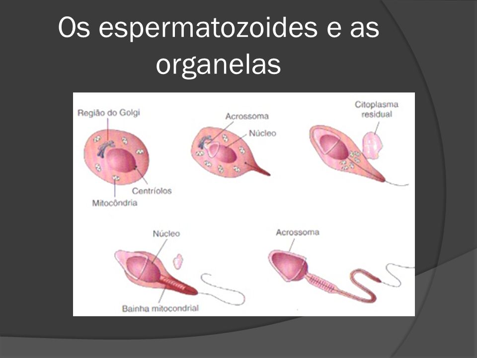 Os espermatozoides e as organelas