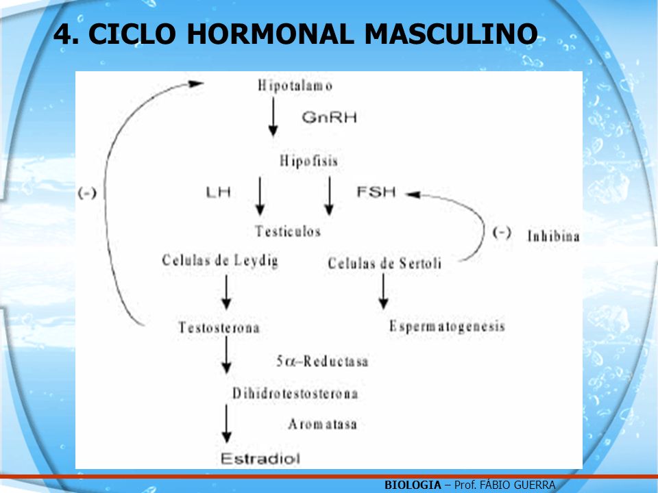 4. CICLO HORMONAL MASCULINO