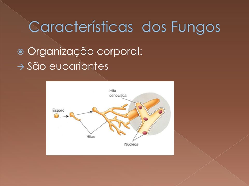 Características dos Fungos