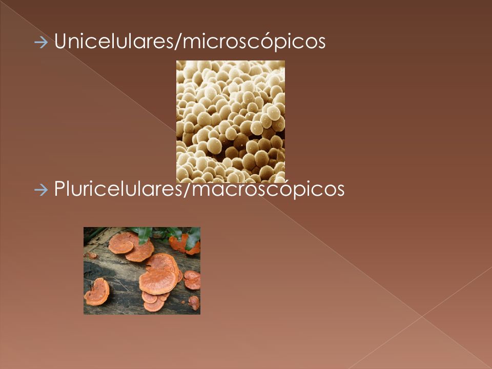 Unicelulares/microscópicos