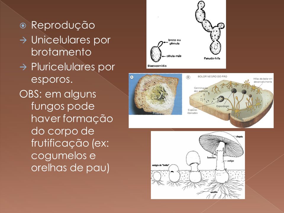 Reprodução Unicelulares por brotamento. Pluricelulares por esporos.