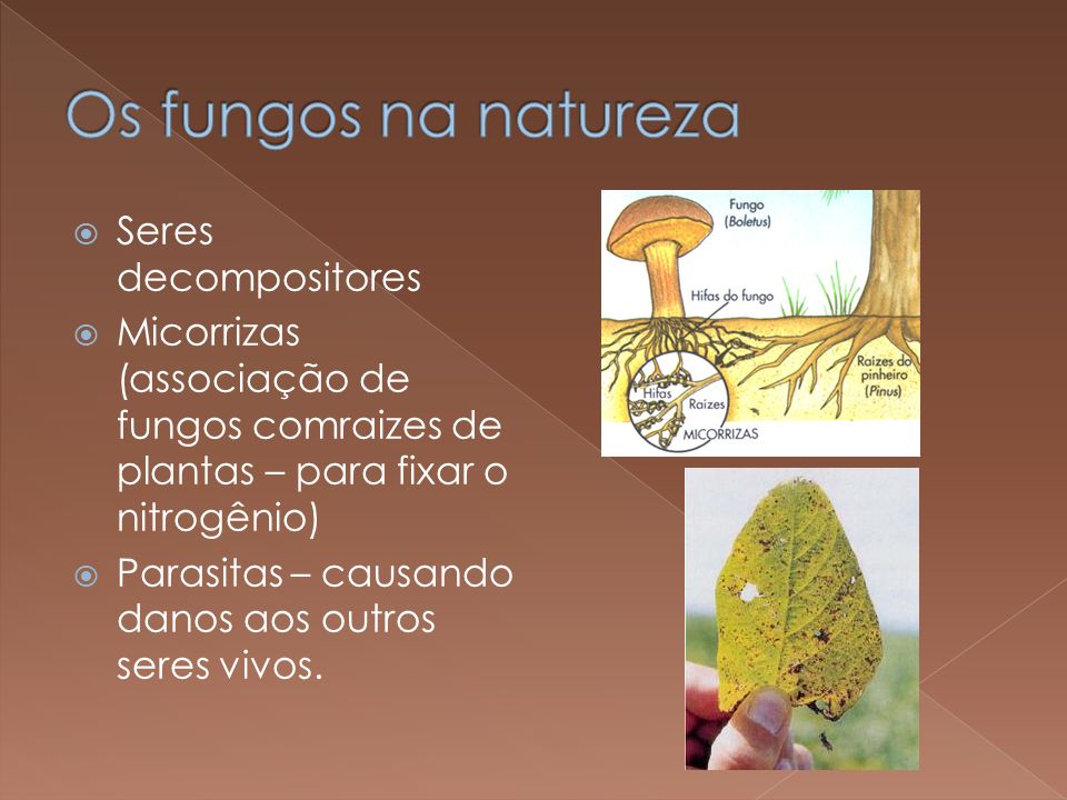 Os fungos na natureza Seres decompositores