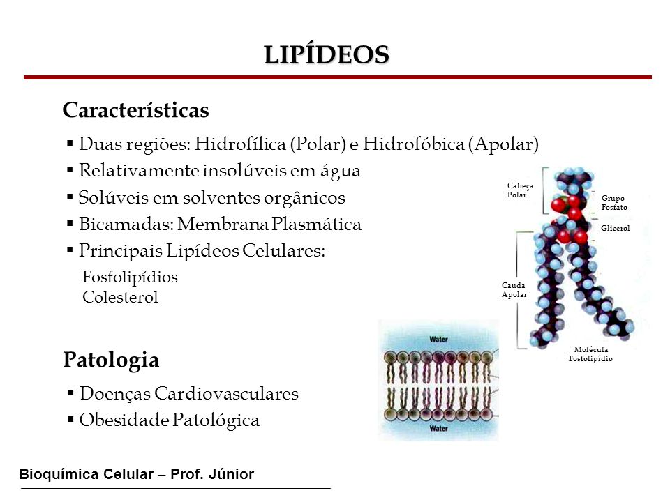 LIPÍDEOS Características Patologia