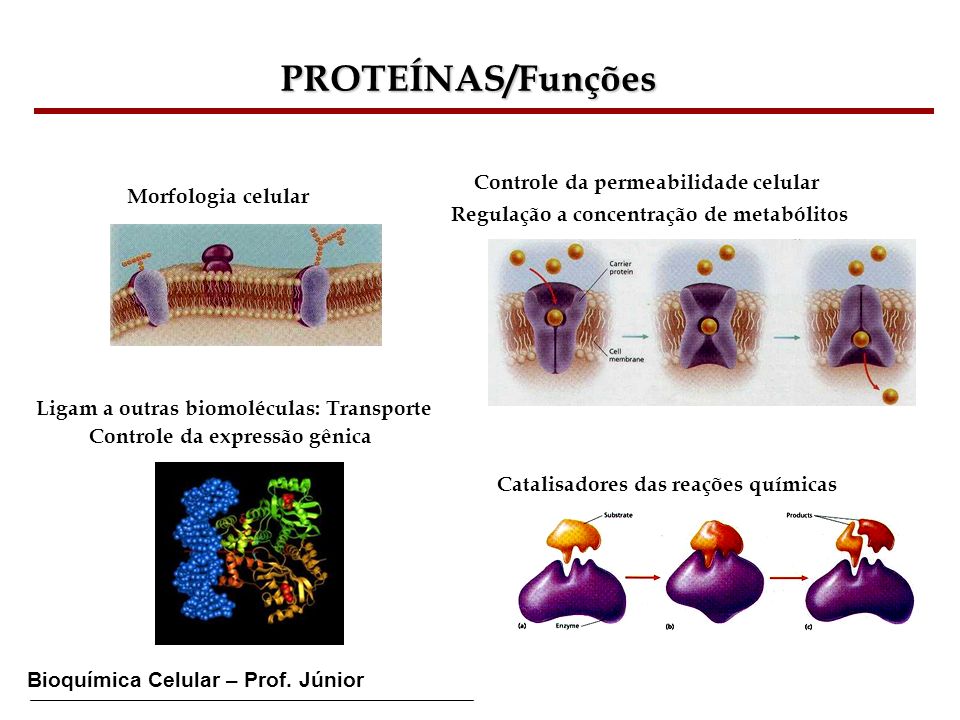 PROTEÍNAS/Funções Controle da permeabilidade celular
