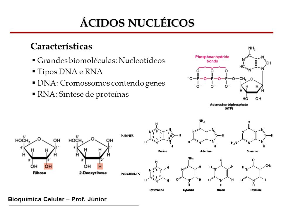 ÁCIDOS NUCLÉICOS Características Grandes biomoléculas: Nucleotídeos