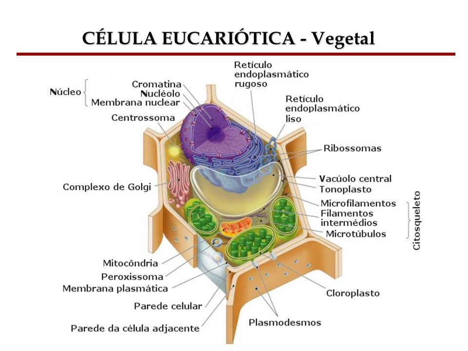 CÉLULA EUCARIÓTICA - Vegetal