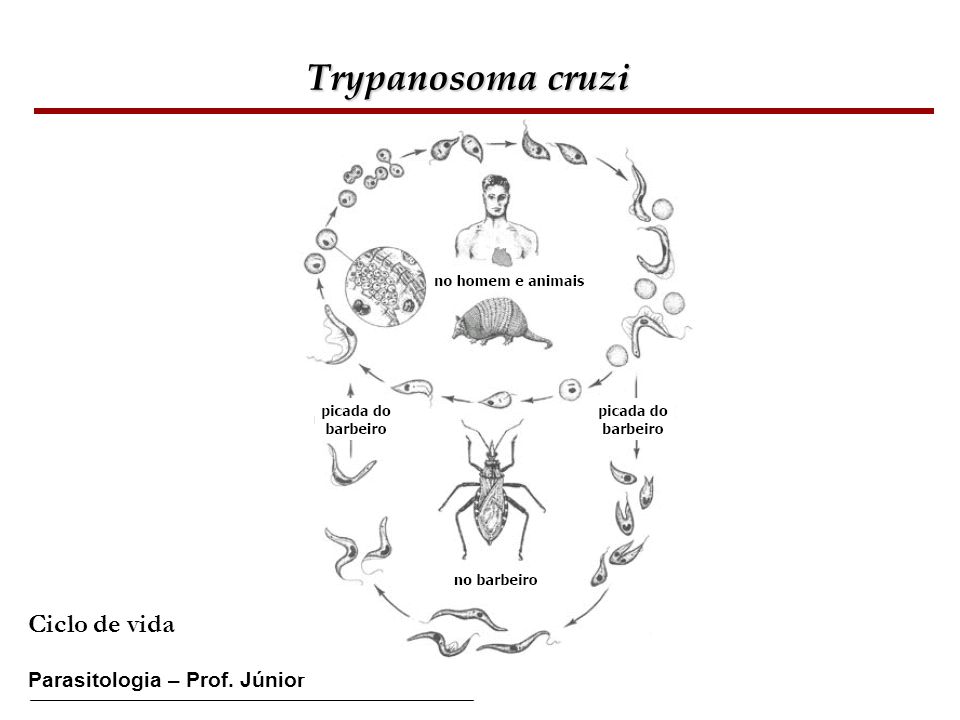 Trypanosoma cruzi Ciclo de vida