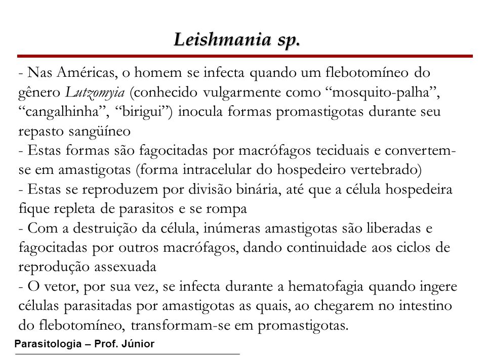 Leishmania sp.