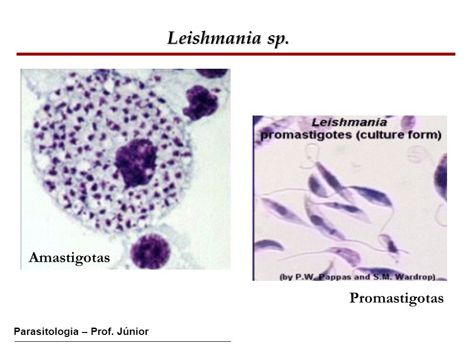 Leishmania sp. Amastigotas Promastigotas