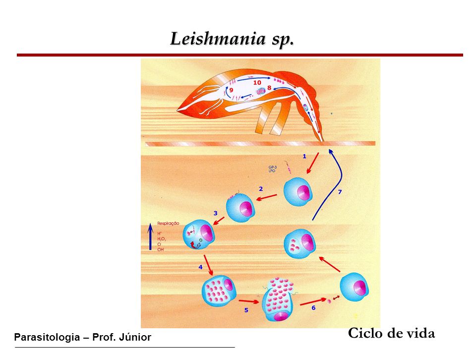 Leishmania sp. Ciclo de vida